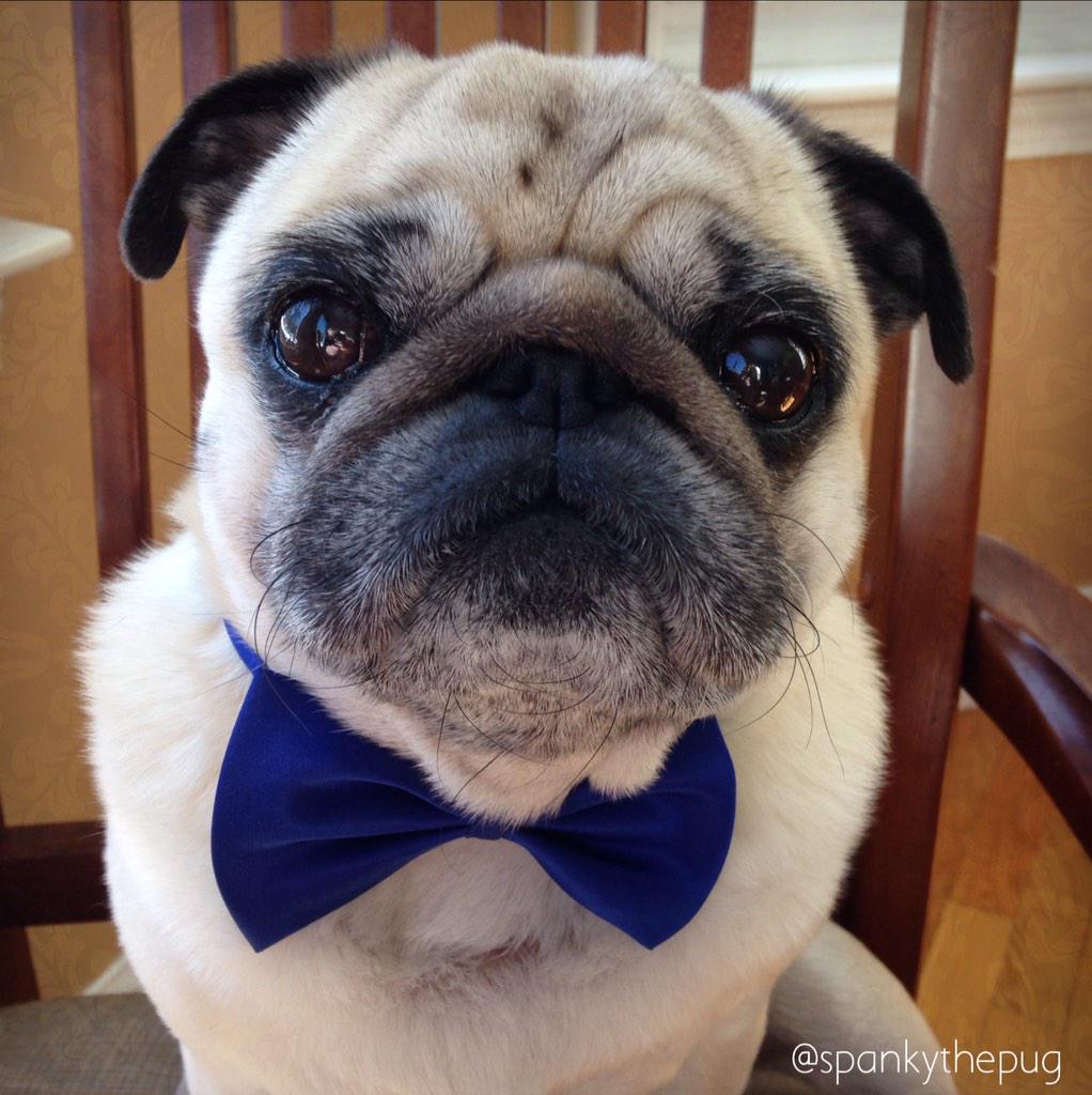 Spankythepug tweet picture