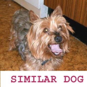 millypod1's tweet image. DogLost.co.uk: Lost:Yorkshire Terrier Male #ScottPark #ManchesterRoad #Burnley #BB11 doglost.co.uk/dog-blog.php?d…