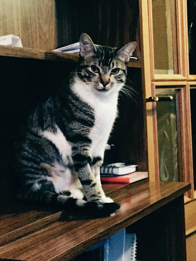 arantxita1984's tweet photo. pirulillo vuelve a jugar como si nada le hubiera ocurrio.....feliz de verle así gracias a @HVVETSIA GRACIAS A TODOS http://t.co/VmAT2VXVb8