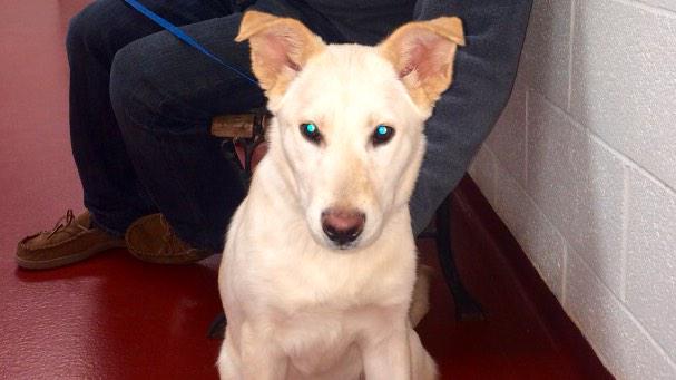 bhull344's tweet photo. New addition to the family. Welcome home Wylie http://t.co/a3XXNs0XwA