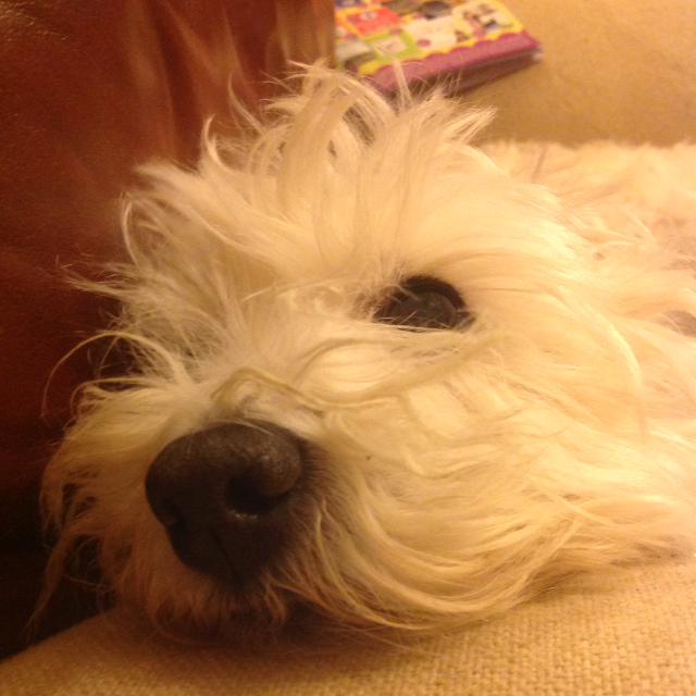 westierehoming4's tweet photo. Beith nominates Sandra Harris@ButtonburyCraft to share her westie selfie for Alzheimers Scotland.
#Alex4Paws http://t.co/Z7uTuYcShT