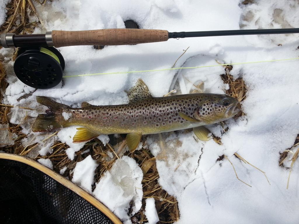Brown trout in the white snow. Good day