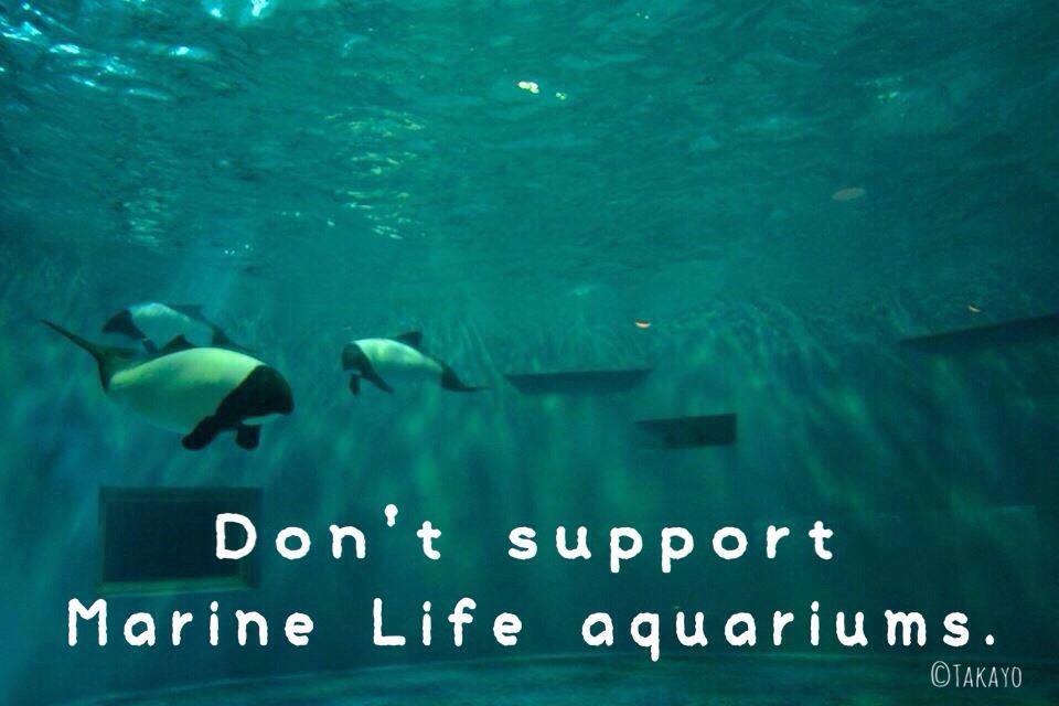 野生のイルカを水族館へ入れないで下さい。#STOPイルカ猟  @healthfood3825