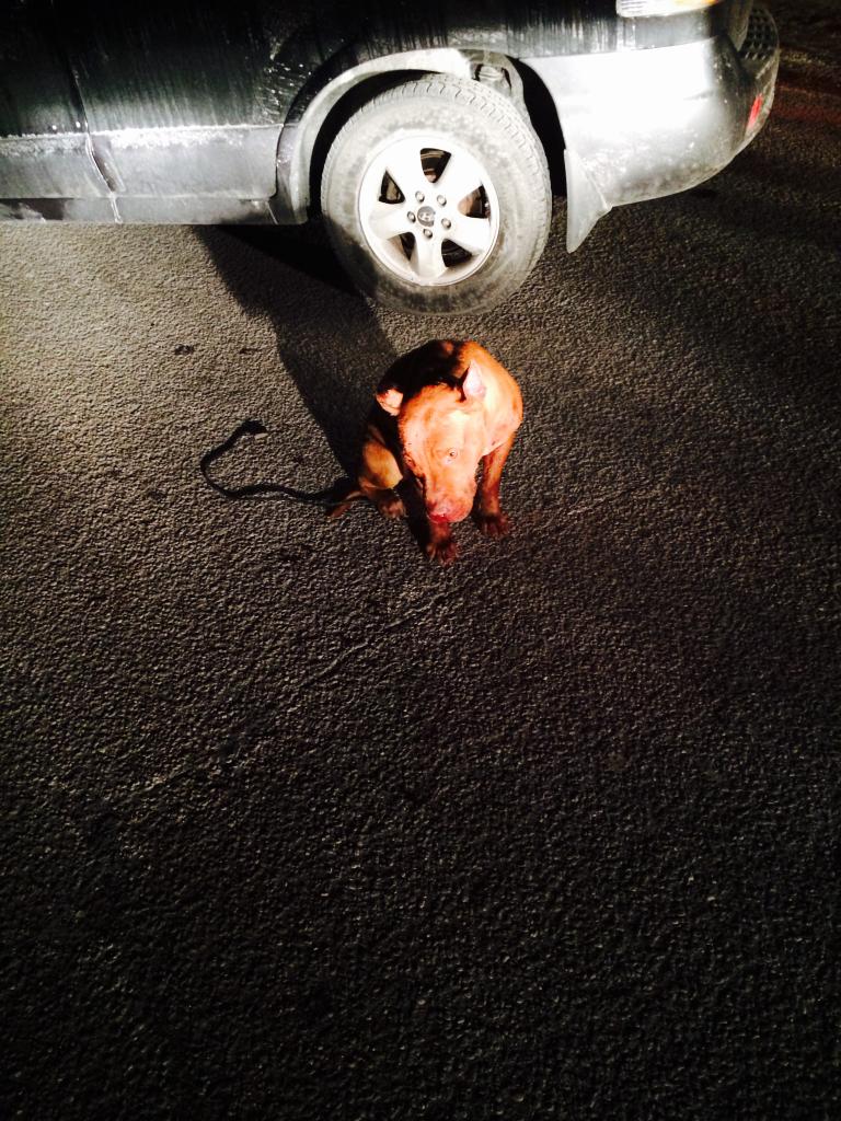 Kristina Negri tweet media