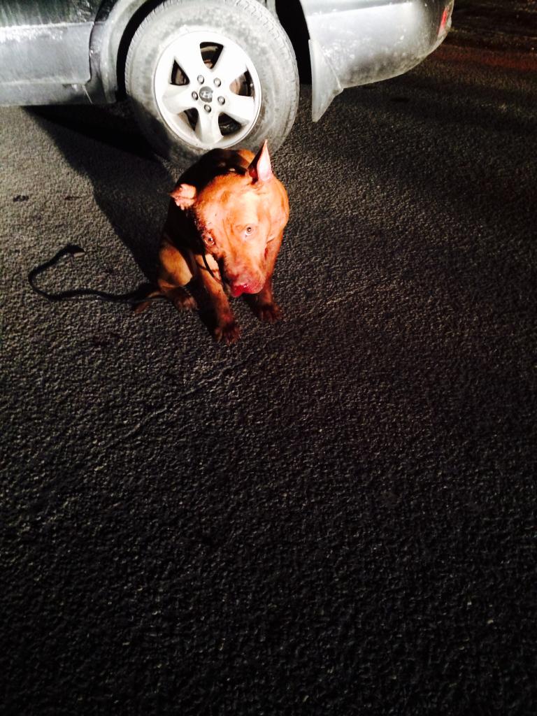 Kristina Negri tweet media