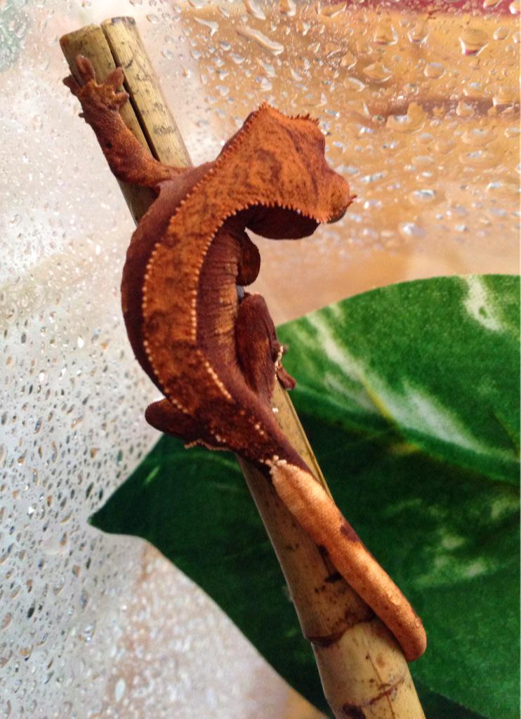 RJ's Reptiles tweet media