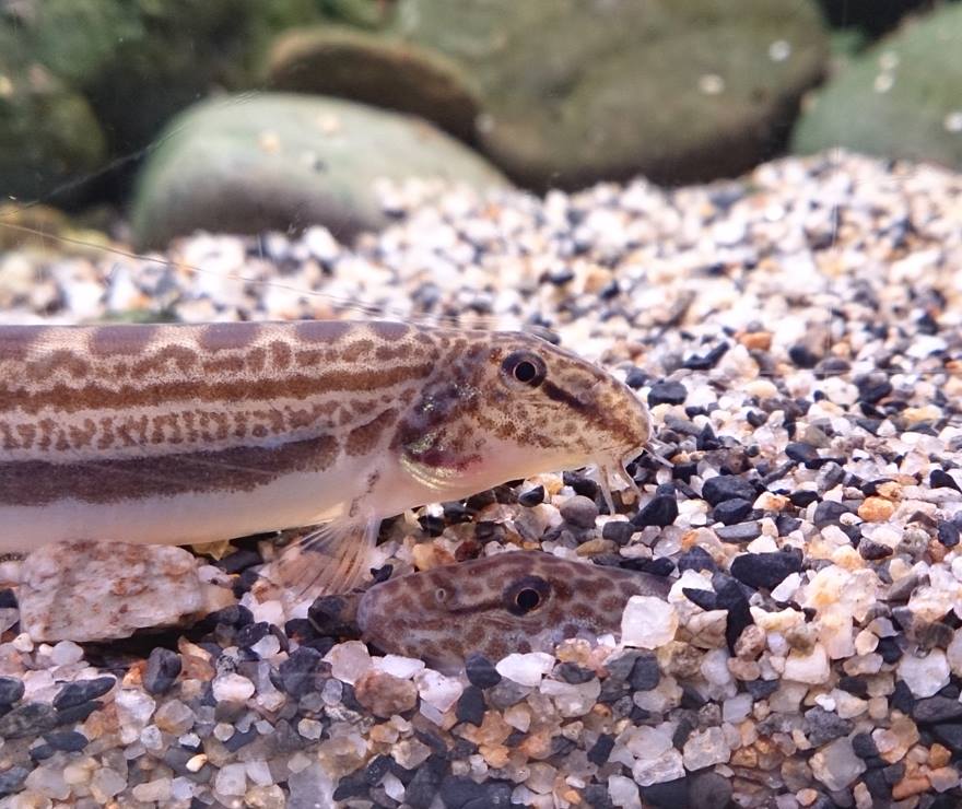 京都水族館 公式 こちらは タンゴスジシマドジョウ ドジョウの仲間には身を守るために砂の中に潜る習性があります 飼育スタッフによると比較的朝に潜っていることが多いそうです もっと見る Http T Co Htjekiieln Http T Co L9auepgrw6