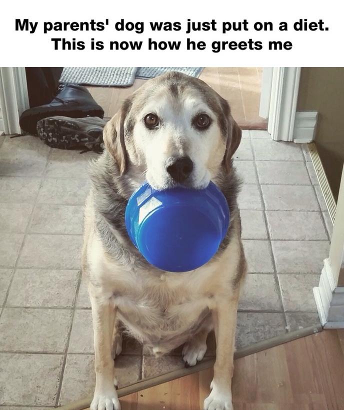 MensHumor's tweet photo. Dogs > Other animals http://t.co/vSRgTimOJB