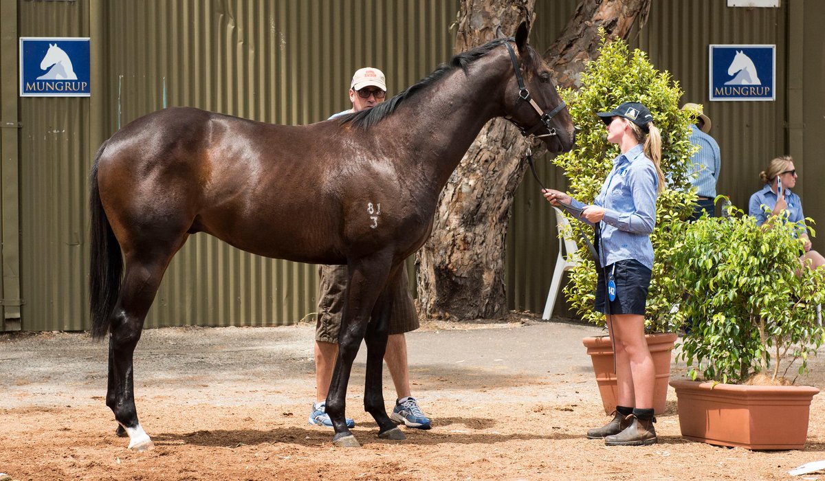 mmsnippets's tweet photo. Good luck to all vendors and buyers at the 2015 Perth Yearling Sale - starts today at 11am (WA time). #provensource http://t.co/P1H0Yi24w2
