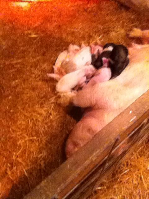 brian24russ's tweet photo. Sleepy little pigs http://t.co/EWc3ikMTBl