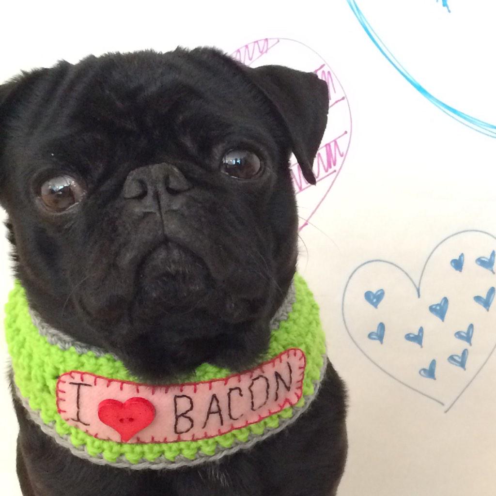 otis pug otis the pug walsh otisthepugwalsh otis pug otis the pug walsh otisthepugwalsh