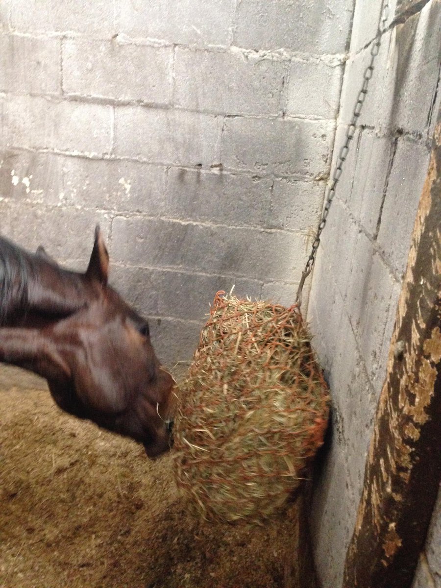 Vicki Weyer On Twitter Stall Ball Slow Feeder Clean Hay For Hrs