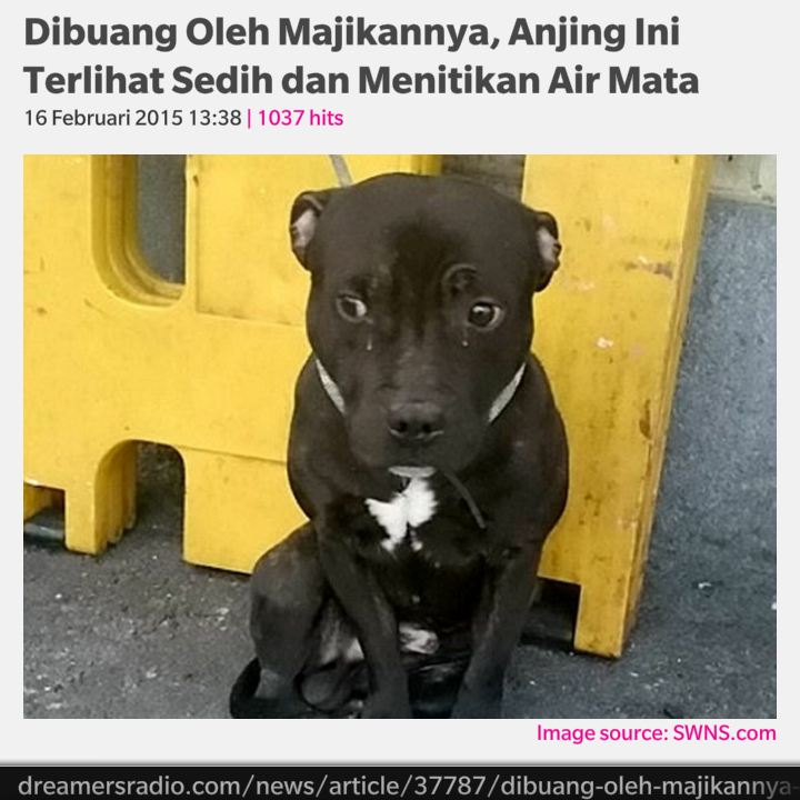 INDONESIAinLOVE's tweet photo. Dibuang Majikannya, Anjing ini menitikan Air Mata http://t.co/G9Y3d1lQY3