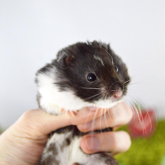 Hamster_Guide's tweet image. Cheeks full and one happy hammy! Have a great week everyone! ❤️
#hamster #hammy