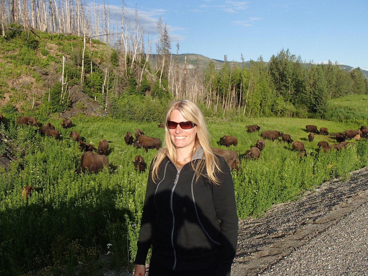 #NBCRoadTrip  Bison on the #Alaskahwy best road trip ever!!!!