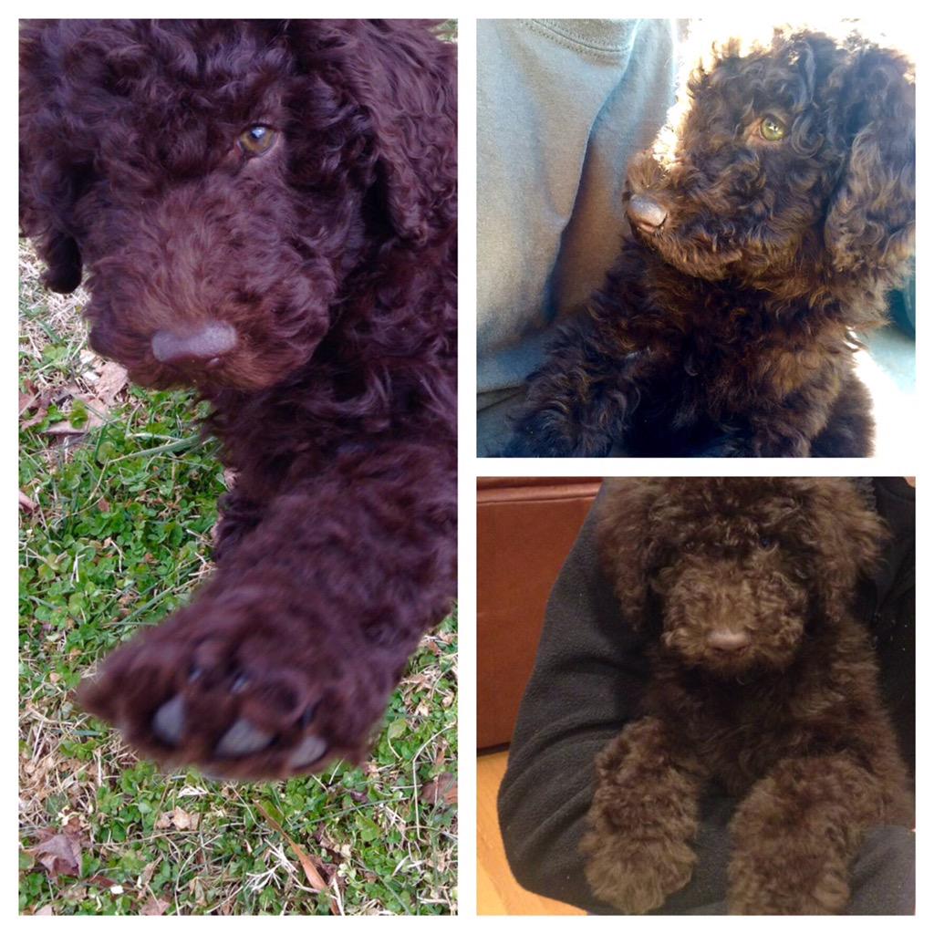 dramabeanss's tweet photo. Newest member of the family! Her name is Maya🐶 http://t.co/8ZmpPW5Xq7