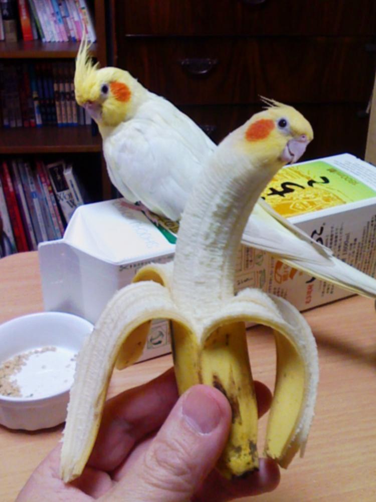 いいちこインコの飼い主 花沢りん吉 Pa Twitter オヤツにバナナを食べたので 何となく 新作バナナインココラを作ってしまった昼下がり W インコ オカメインコ バナナ Http T Co Mwbav4rpx0 いいちこインコの飼い主 花沢りん吉 Pa Twitter オヤツにバナナを食べたので 何となく 新作バナナインココラを作ってしまった昼下がり W インコ オカメインコ バナナ Http T Co Mwbav4rpx0