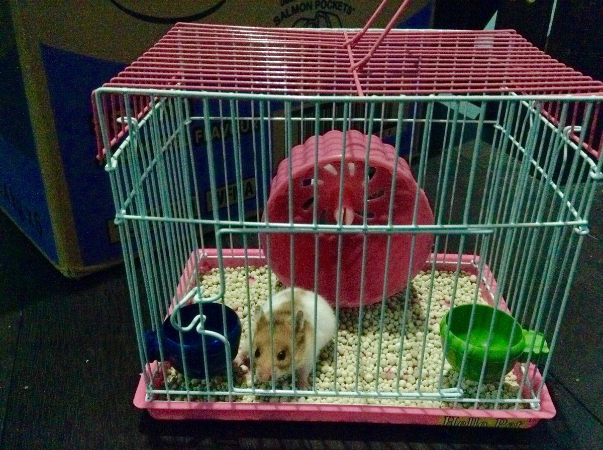 NiLuhWedhani's tweet photo. Yuksss yang pengen beli dan pengen punya piaraan imut kayak gini bisa hubungin saya langsung ya.... 😊🐹👍✨ http://t.co/nxSWXMo1WN