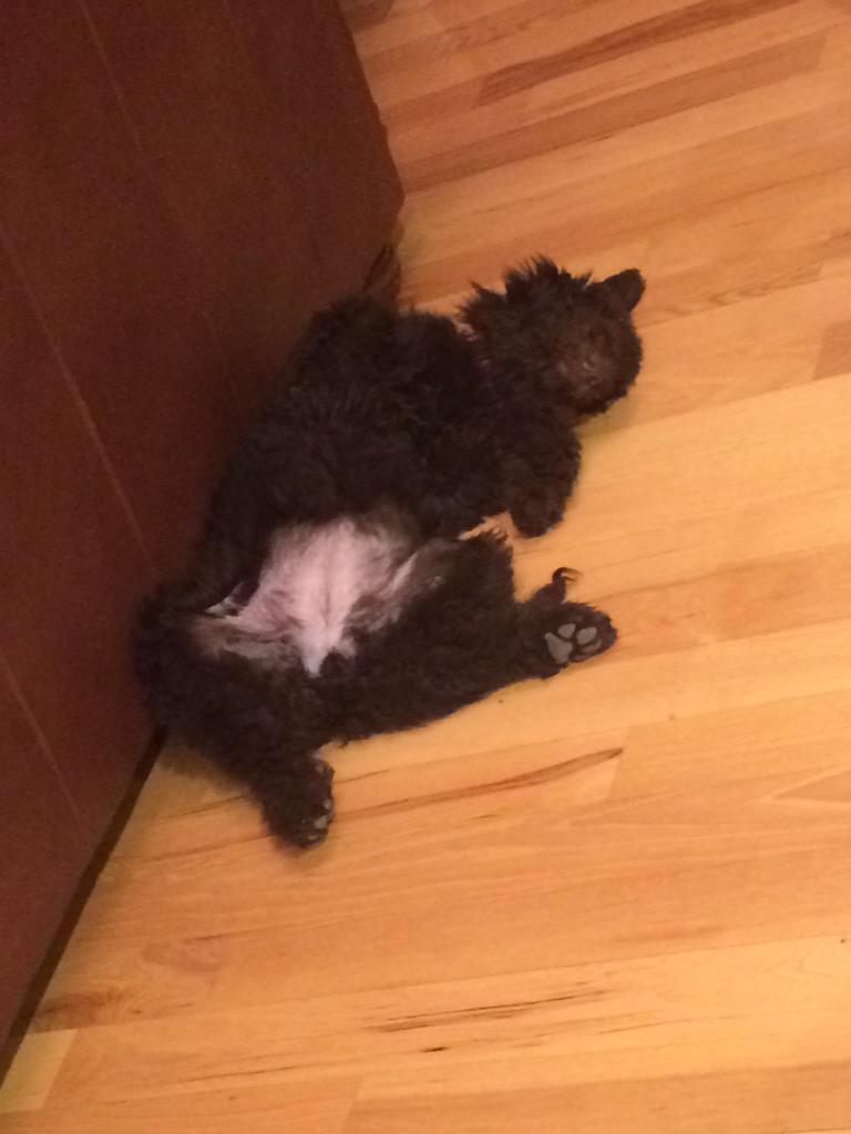 dramabeanss's tweet photo. Little girl is chillin! http://t.co/PW77MDNZfV