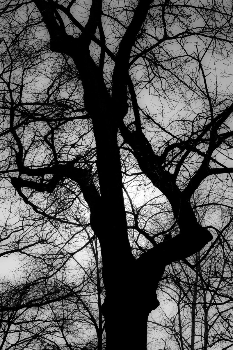 SeanPartin's tweet image. Black Oak.