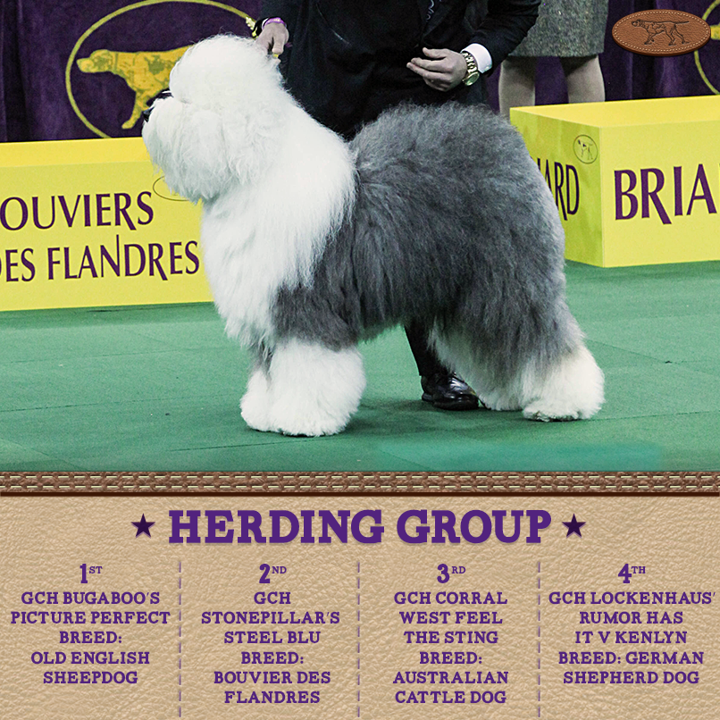 bugaboo old english sheepdogs
