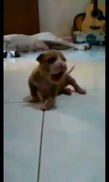 GeorginaStjevic's tweet photo. Itu my boy uclo RT @tomss12: Anak siapa ni?? @GeorginaStjevic :p http://t.co/mF6PGewX4U