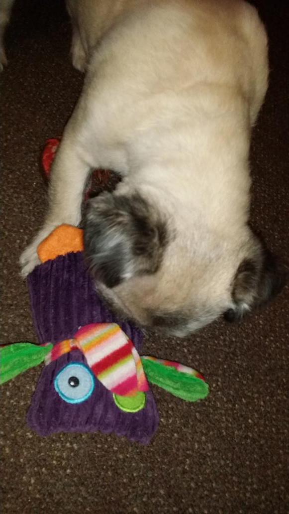 FelixthePugzu's tweet photo. It's owl time! #shouldbebedtime http://t.co/wESbojhPtF