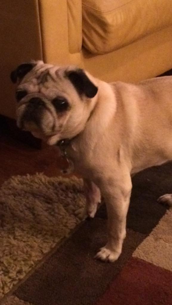 KatieBugMemphis's tweet photo. @stricklandmayor Senior pets are the best! I think @colinrork would agree. So would @BrewGalMem. #jerrydog #rescues http://t.co/ZzsVNvQ6aT