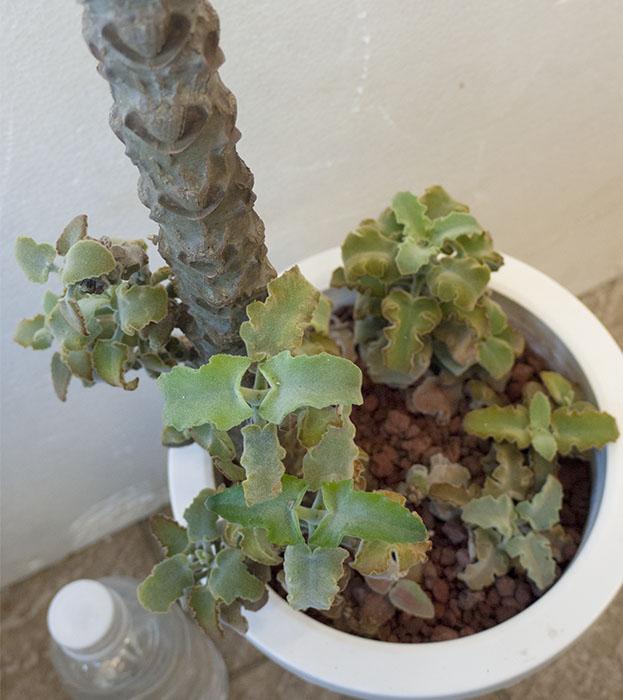 仙女の舞 Twitter Search Twitter 仙女の舞 Twitter Search Twitter