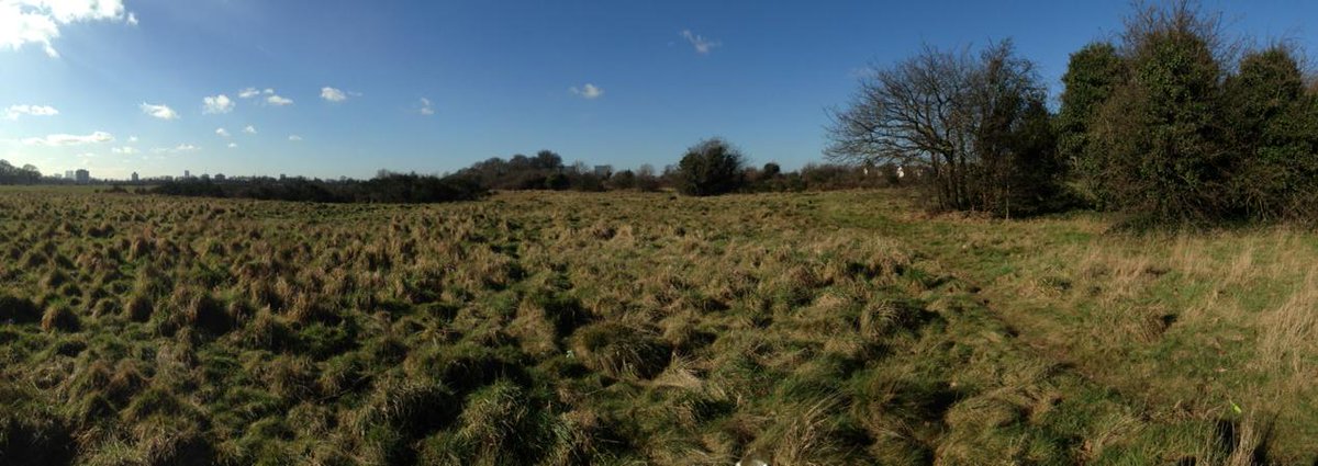 birdsiveseen's tweet photo. Wanstead Flats! Hi lights so far... 7 Linnet and 1 Green Woodpecker! Usuals all here too. http://t.co/Svc4EHK5UC