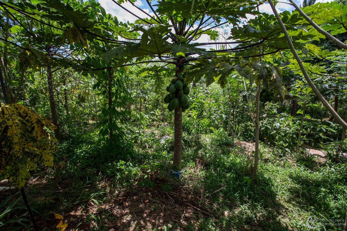 ForeverForestry's tweet photo. Contrary to contemporary thinking forest gardens produce more food,jobs and security than our current industries http://t.co/rDdlE4vIaT