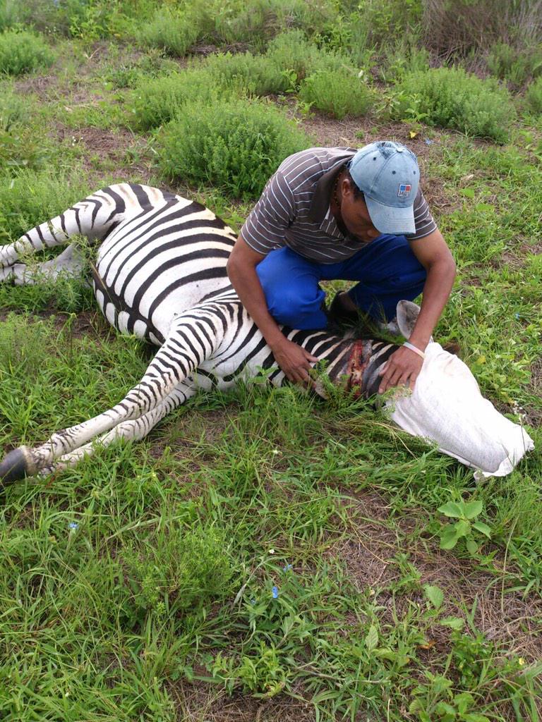 VanEileen's tweet photo. Poachers! http://t.co/cQEiJ8vG4y