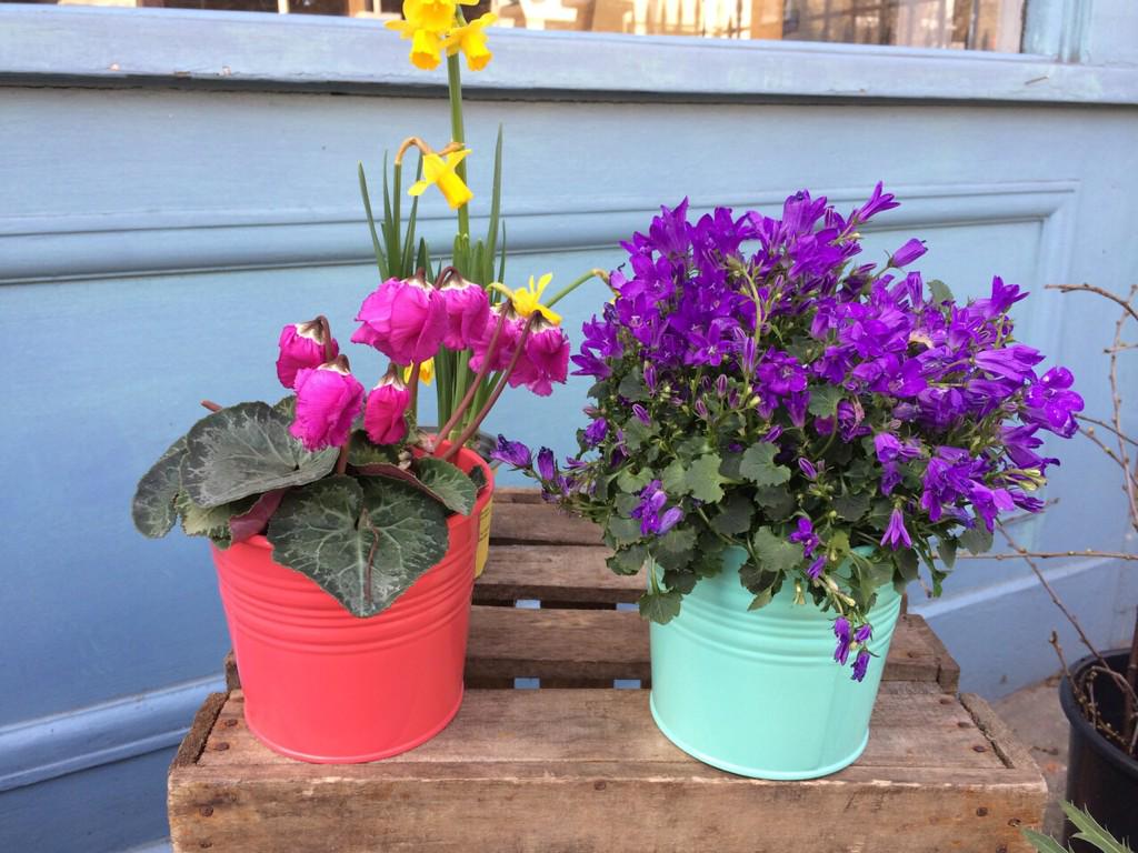 Time to think about growing your own little garden ! <a href="/BellendenRoad/">Bellenden Road</a> @AroundDulwich <a href="/Londonislovinit/">#Londonislovinit</a> <a href="/livingsouth/">Living South</a>
