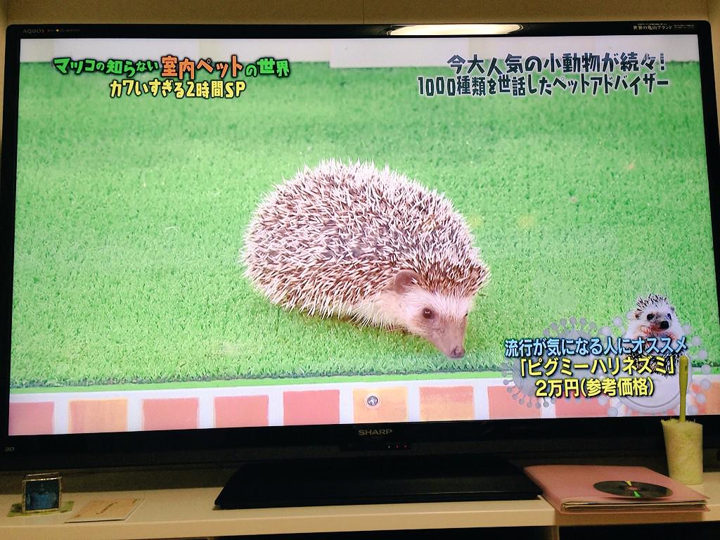 はりねずみの まる ぽにょ ぷに もちろんテレビ前に待機してたよね 笑 満足満足 ノ マツコすき 笑 うちの子に限らずハリネズミはみんなかわいい ハリネズミ Hedgehog マツコの知らない世界 Http T Co Zkgildasmb はりねずみの まる ぽにょ ぷに もちろんテレビ前に待機してたよね 笑 満足満足 ノ マツコすき 笑 うちの子に限らずハリネズミはみんなかわいい ハリネズミ Hedgehog マツコの知らない世界 Http T Co Zkgildasmb