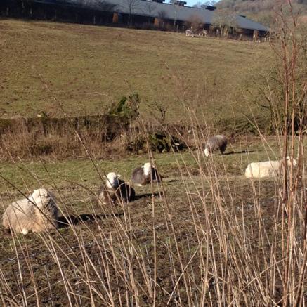 ISOTheGoodLife's tweet photo. Pregnant mums club enjoying the sunshine #herdwick #InSearchOfTheGoodLife http://t.co/5ShYhFl3dE