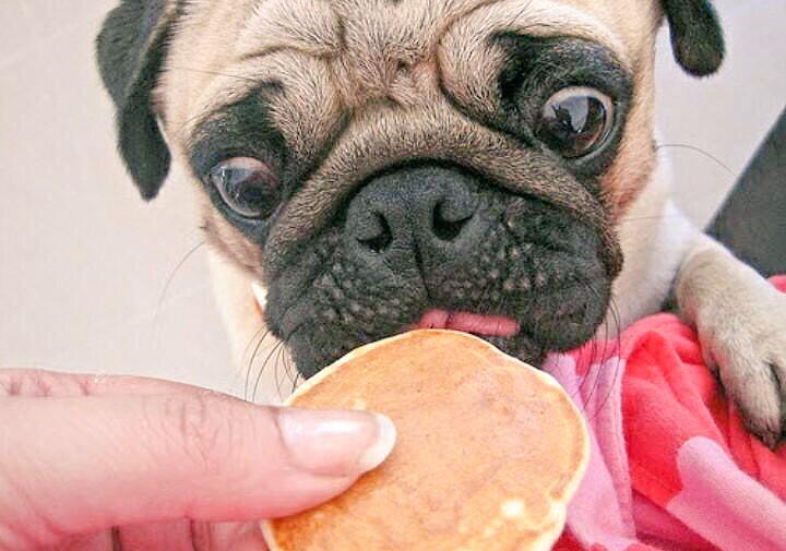 _Moon_Pie_'s tweet photo. pugs an pancakes http://t.co/o5i0zilgHa