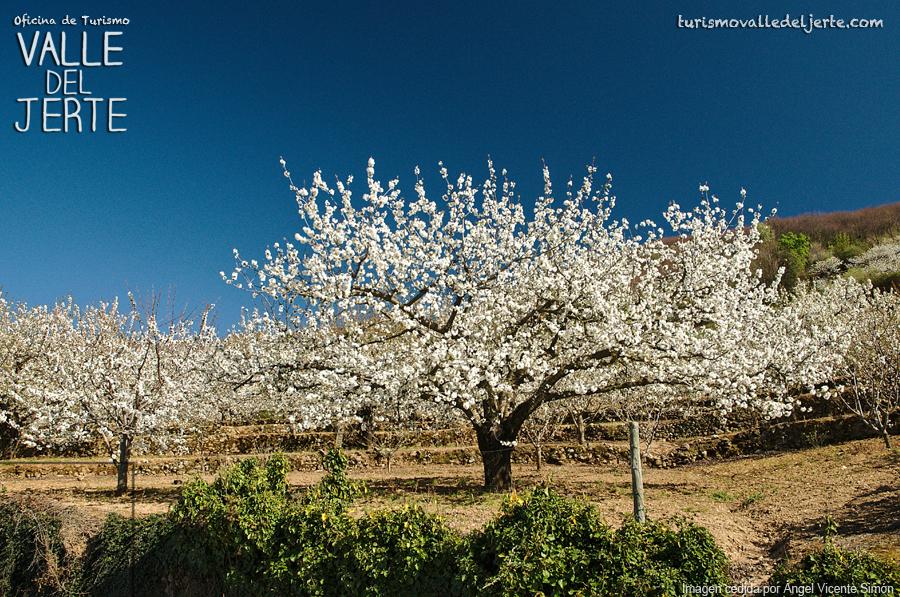 vallejerte_tur's tweet photo. La Oficina de Turismo del VALLE DEL JERTE actualizará ESTADO DE FLORACIÓN en el blog oficial http://t.co/hCz2qpm730 http://t.co/xIlm67sDdP
