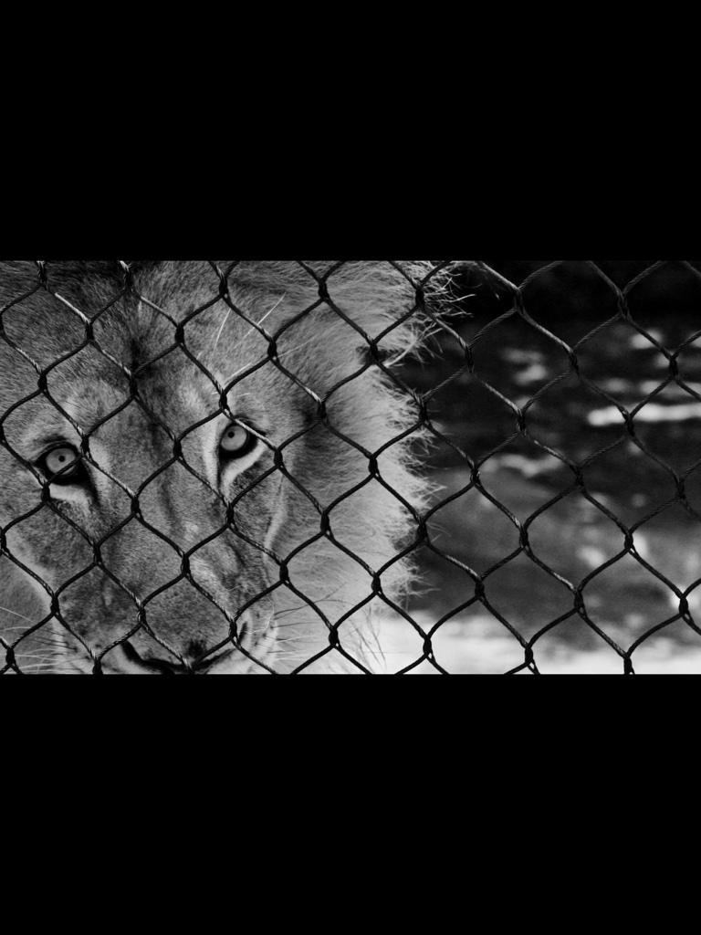 TylerAnnePhotos's tweet photo. I breathe in my courage, and exhale my fear.  #SanDiego #zoo #LA #LosAngeles #socal #Lion #animals #boss #beautiful http://t.co/WySa10k8sM
