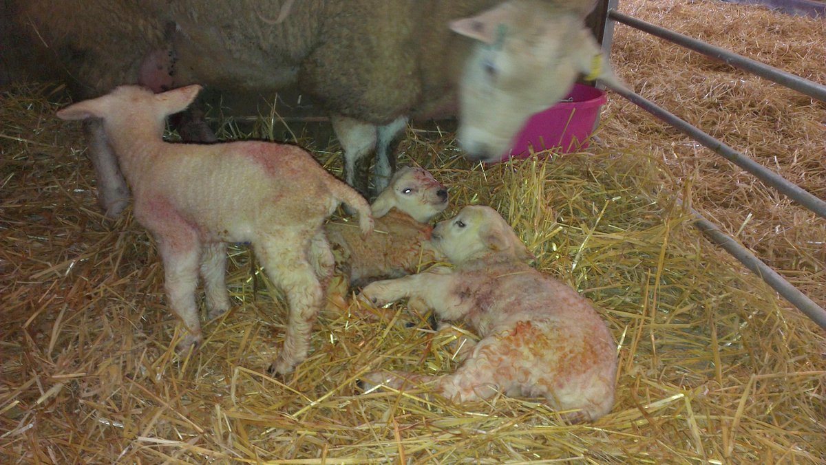 Wardhall gimmer had 3 backwards lambs, all ok 1 tup 2 gimmers #hopingForAsingle