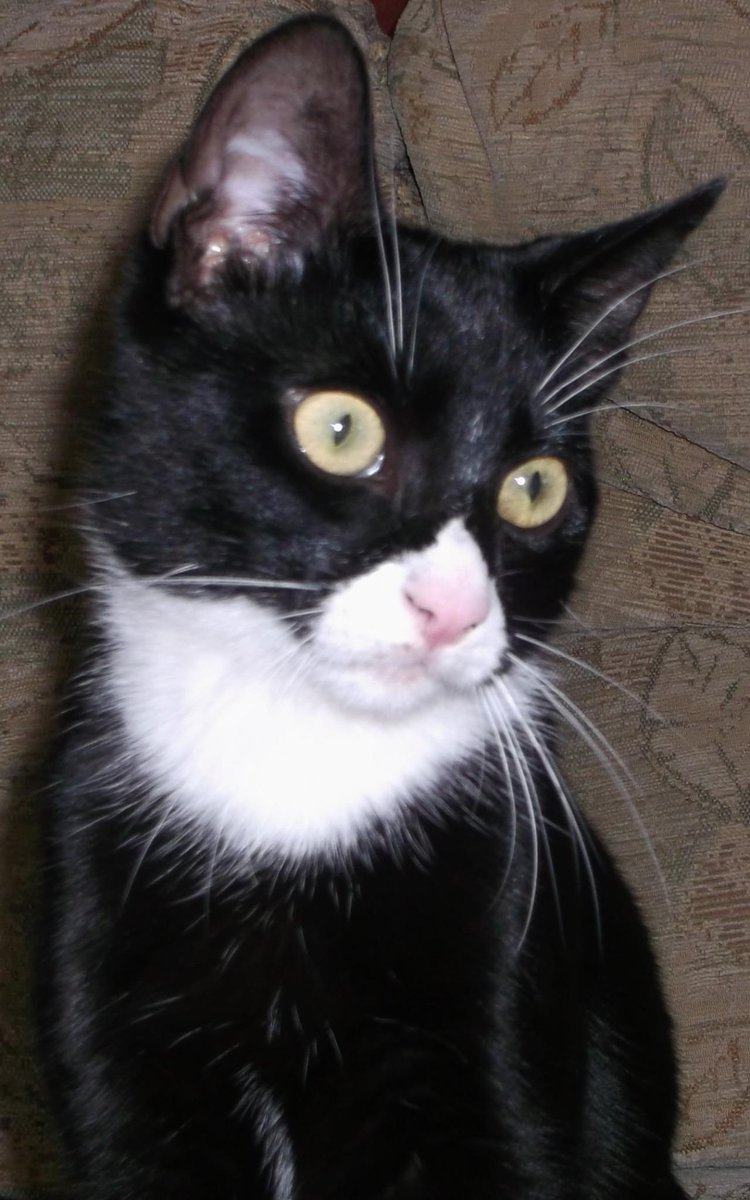 RunsWithPencil's tweet photo. did someone say #tunatuesday ? All I got was hams :( #kittensulk #CatsOfTwitter #growingupfast http://t.co/SrS7f2wjF5