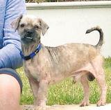 Bob the dog saved on N2 tygerburger.co.za/227218/news-de… story by <a href="/erasmusesme/">Esme Erasmus</a>