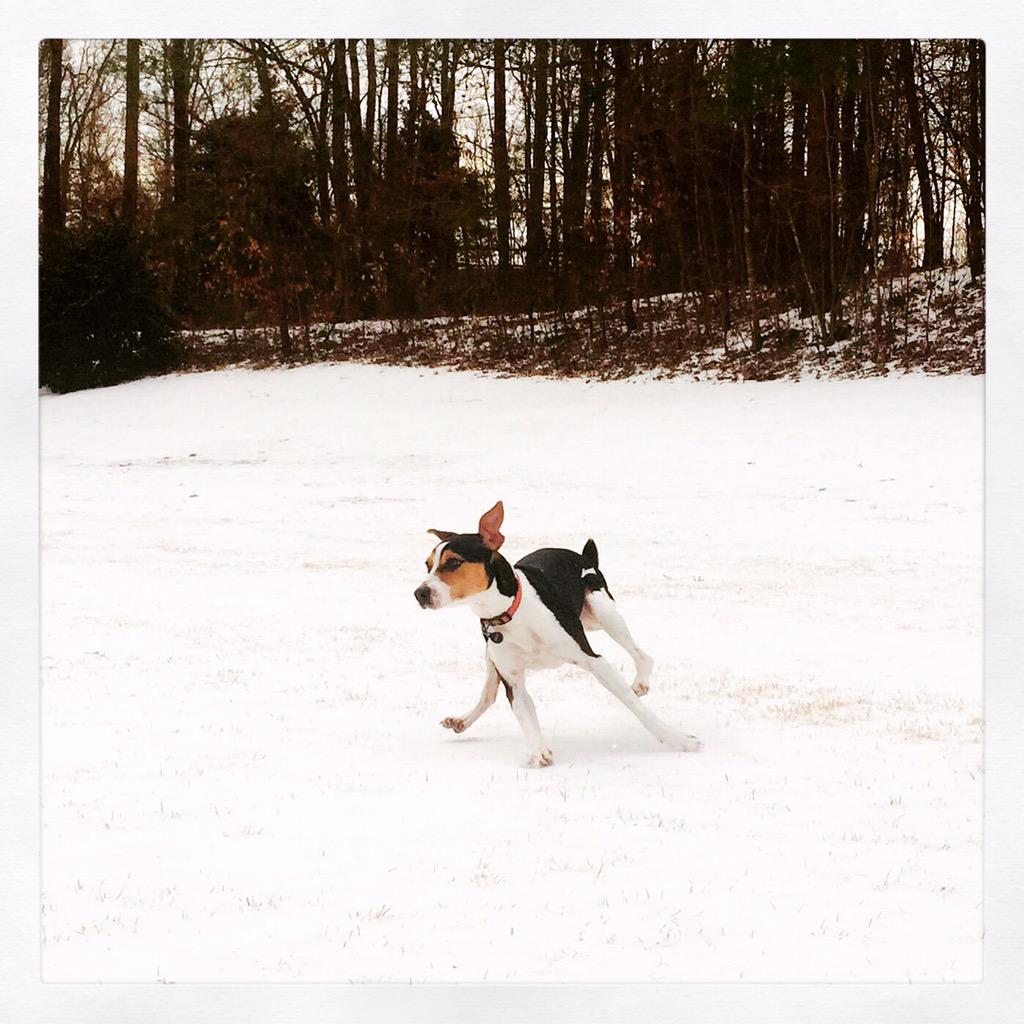 Jack loves skating around in the icy snow! <a href="/WFMY/">WFMY News 2</a> #gotsnow
