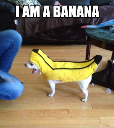 AdenFry92's tweet photo. Be a Banana for @CumbriaSU #fairtradefortnight hits all campuses. Email aden.fry@cumbria.ac.uk to be one! #gobananas http://t.co/kZC1xsGufr