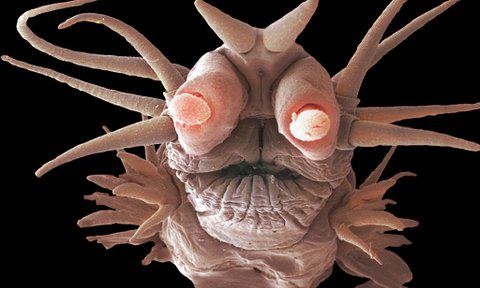 philpauley's tweet photo. Deep sea life forms. Photos: http://t.co/Rr3V06I3Ot … #hydrothermalvent #ocean #scaleworm http://t.co/jtW4jBfHDn