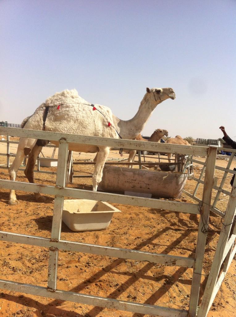 19Sub's tweet image. @vip_161616 @Alisaad2014Gg وضحا طيبة من ابل بن ثنيان ولقحة علا بعيرة ج ٠٥٥٥٢٨١٩٠٢