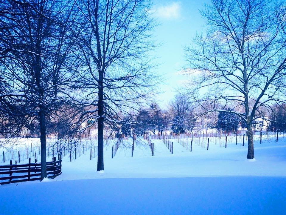 The vineyard with its winter coat on! Iced wine anyone? Lol #SnowDay #FarmSnow #farm365