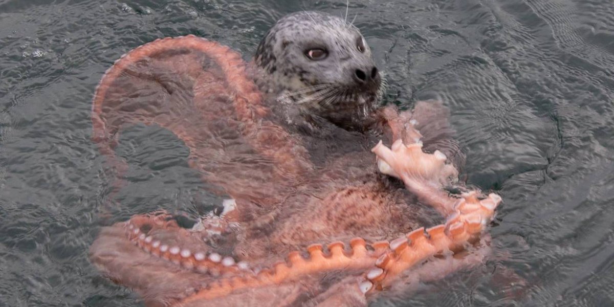 Sun Go على تويتر このphotoの表情は カワイイ アザラシの顔って 犬に似てる Huffpostjapan 画像 巨大ダコ Vs 凶暴アザラシhttp T Co Qai55enhym Http T Co Cvet4t5qg5 Http T Co 6szzp0axev
