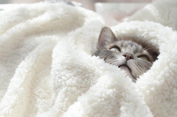basicwhytechick's tweet photo. trying to get out of bed like http://t.co/ueCoaux8bf