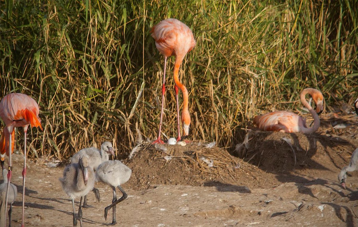 richardbranson's tweet photo. What a magical sight – #Necker’s flamingos are thriving, &amp; expecting twin babies! http://t.co/OH6rYlUtDk http://t.co/bguVVWmzNq