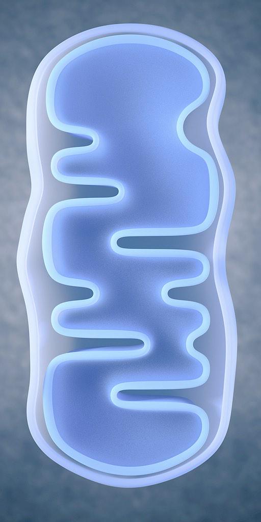 Page2Anesth's tweet photo. Ischemia-reperfusion injury &amp; mitochondria http://t.co/M2GVNpOEZx YouTube http://t.co/KfehvNsr8r http://t.co/STFln10UsK